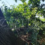 Продаж земельної ділянки, 17 соток, Плюти | 6