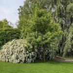 Продаж будинку 400м², 56 соток, Плюти | 10