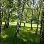 Продаж земельної ділянки, 200 соток, Гнідин | 5