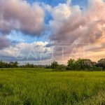 Продаж земельної ділянки, 300 соток, Старі Безрадичі | 1