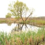 Продаж земельної ділянки, 60 соток, Романків | 3