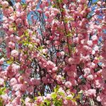 Продаж земельної ділянки, 26 соток, Київ | 17