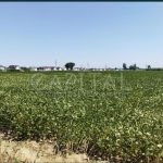 Продаж земельної ділянки, 141 соток, Крюківщина | 7