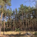 Продаж будинку 120м², 14 соток, Хотянівка | 17
