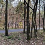 Продаж земельної ділянки, 25 соток, Проців | 10