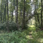 Продаж земельної ділянки, 12 соток, Юрівка | 5