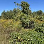 Продаж земельної ділянки, 12 соток, Віта-поштова | 4