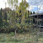 Продаж земельної ділянки, 25 соток, Проців | 17