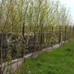 Продаж земельної ділянки, 290 соток, Любимівка | 2