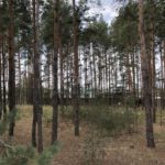 Продаж земельної ділянки, 505 соток, Лебедівка | 10