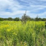 Продаж земельної ділянки, 25 соток, Підгірці | 3