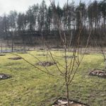 Продаж земельної ділянки, 150 соток, Ходосівка | 5