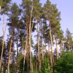 Продаж земельної ділянки, 30 соток, Київ | 1