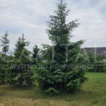 Продаж земельної ділянки, 45 соток, Горенка | 4