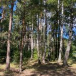 Продаж земельної ділянки, 10 соток, Лебедівка | 9