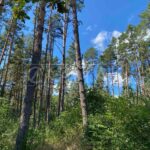 Продаж земельної ділянки, 10 соток, Лебедівка | 5