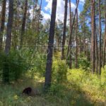 Продаж земельної ділянки, 10 соток, Лебедівка | 3
